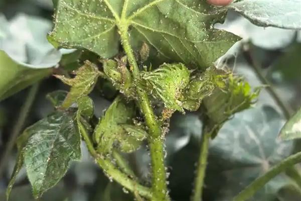 防治棉花常见病虫害的方法，发生枯萎病可用多菌灵灌根
