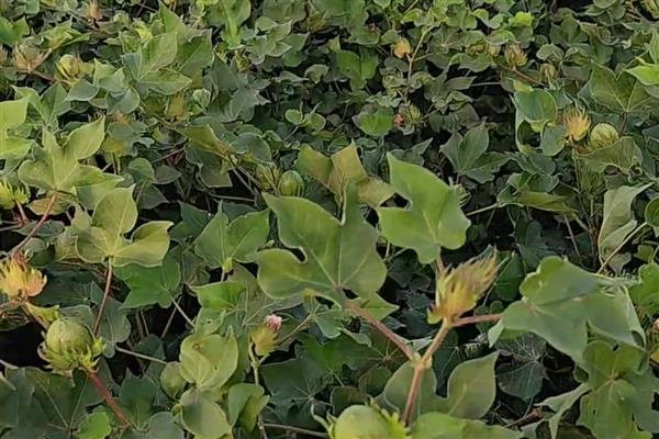 防治棉花常见病虫害的方法，发生枯萎病可用多菌灵灌根