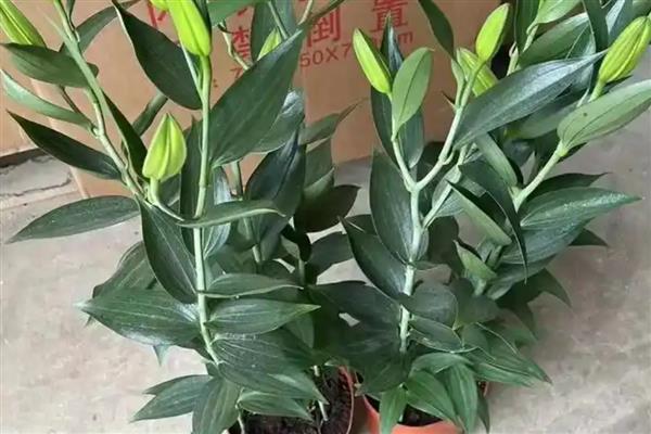 百合插花的留叶数量，上部保留12片较合适