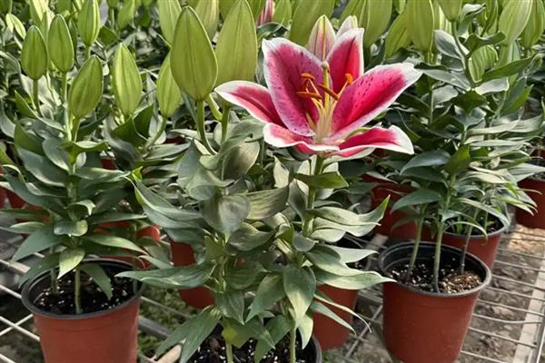 百合插花的留叶数量，上部保留12片较合适