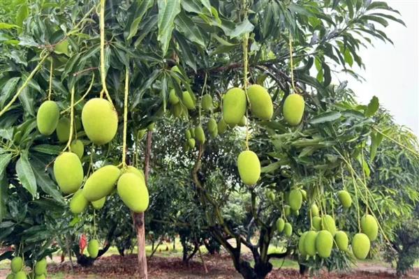 哪些特色农业项目可以致富，特色种植业、休闲养殖业等项目值得考虑