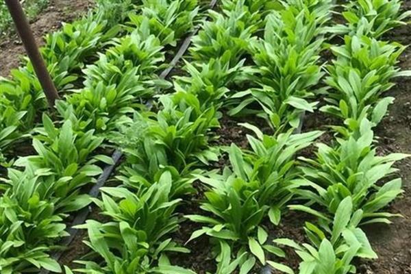 哪些特色农业项目可以致富，特色种植业、休闲养殖业等项目值得考虑