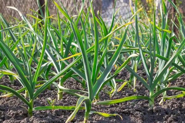 哪些特色农业项目可以致富，特色种植业、休闲养殖业等项目值得考虑