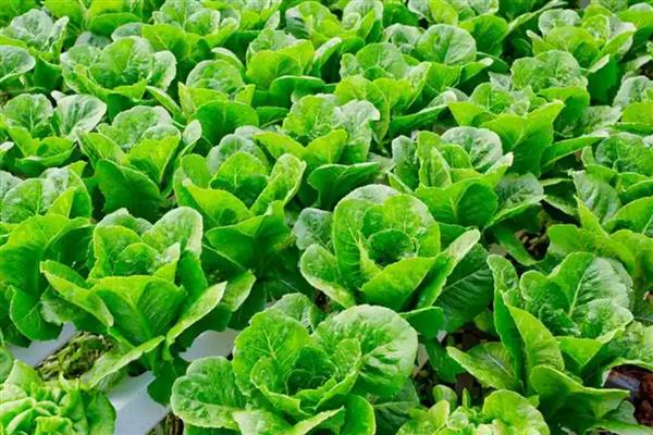 哪些特色农业项目可以致富，特色种植业、休闲养殖业等项目值得考虑