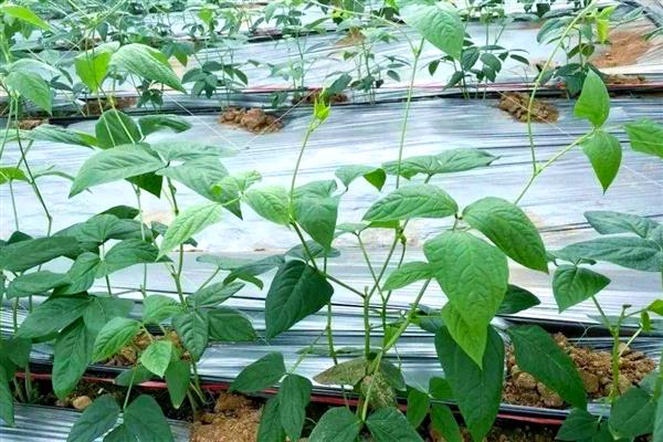 哪些特色农业项目可以致富，特色种植业、休闲养殖业等项目值得考虑