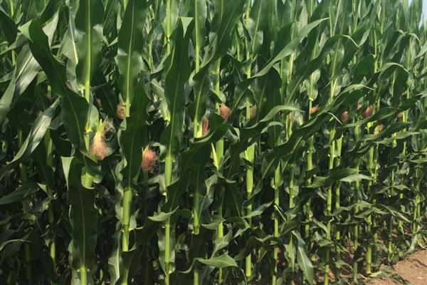 强育H1992的简介，中抗大斑病等病害