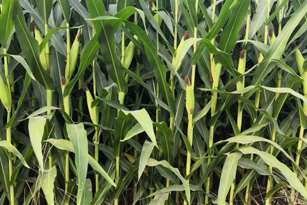 强育H1992的简介，中抗大斑病等病害