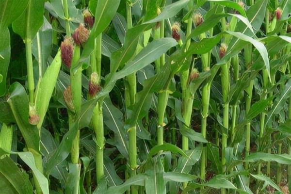 强育H1992的简介，中抗大斑病等病害