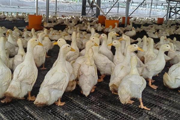 氟苯尼考能与哪些药混用，新霉素、盐酸多西环素等药物均可选择