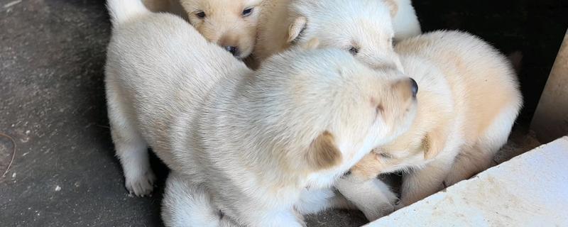 小狗食欲不振的原因，食物不适口会降低它的进食欲望