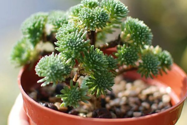 多肉球松怎么养殖,每隔1个月追肥一次