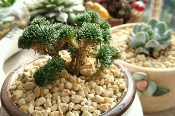 多肉球松怎么养殖,每隔1个月追肥一次