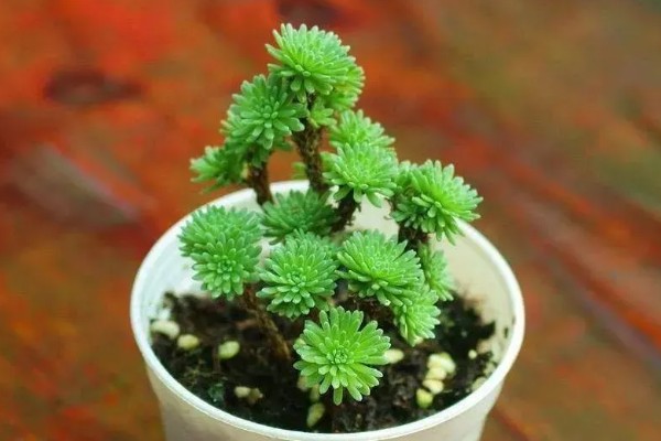 多肉球松怎么养殖,每隔1个月追肥一次