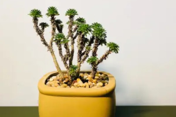 多肉球松怎么养殖,每隔1个月追肥一次