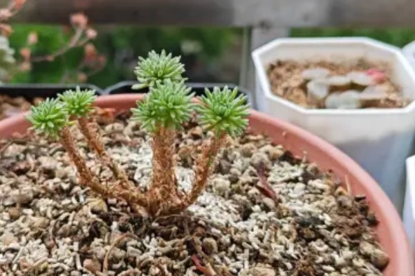 多肉球松怎么养殖,每隔1个月追肥一次