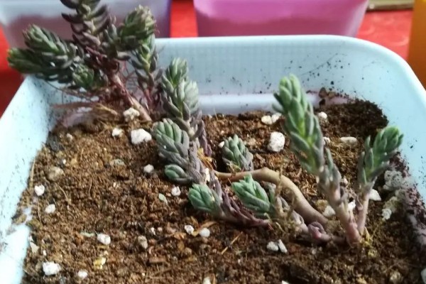 多肉球松怎么养殖,每隔1个月追肥一次