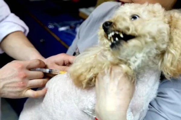 狗狗每年都要打狂犬疫苗吗,需要每年接种狂犬疫苗
