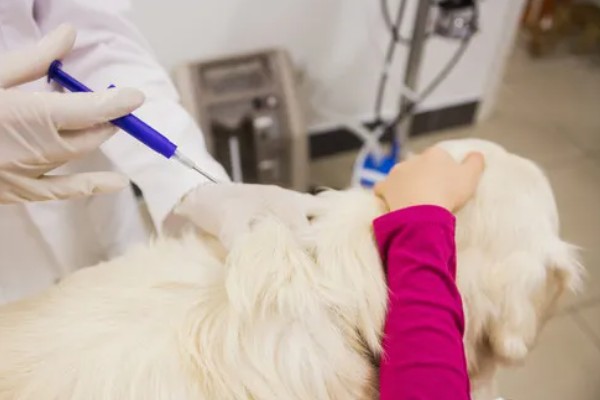 狗狗每年都要打狂犬疫苗吗,需要每年接种狂犬疫苗