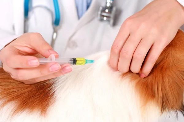 狗狗每年都要打狂犬疫苗吗,需要每年接种狂犬疫苗