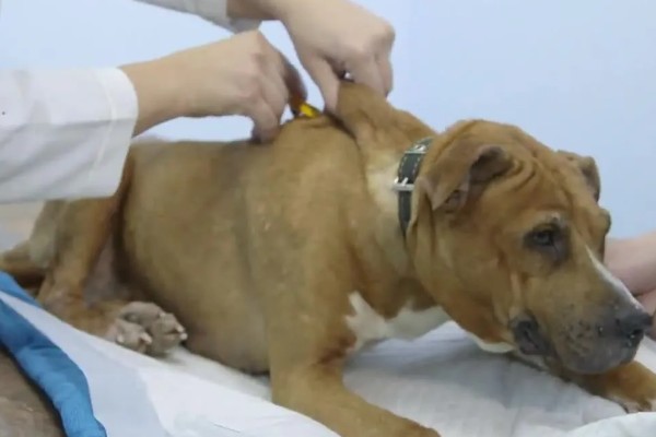 狗狗每年都要打狂犬疫苗吗,需要每年接种狂犬疫苗