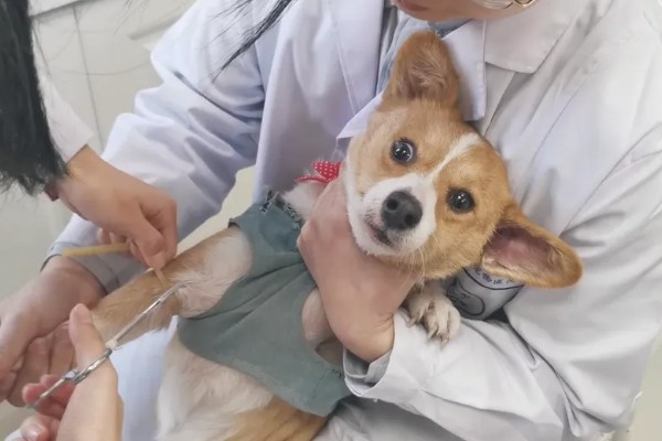 狗狗每年都要打狂犬疫苗吗,需要每年接种狂犬疫苗