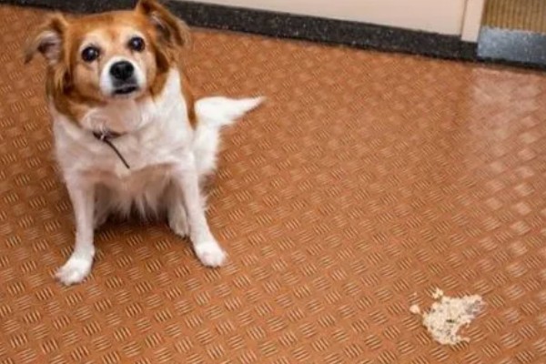 狗狗每年都要打狂犬疫苗吗,需要每年接种狂犬疫苗