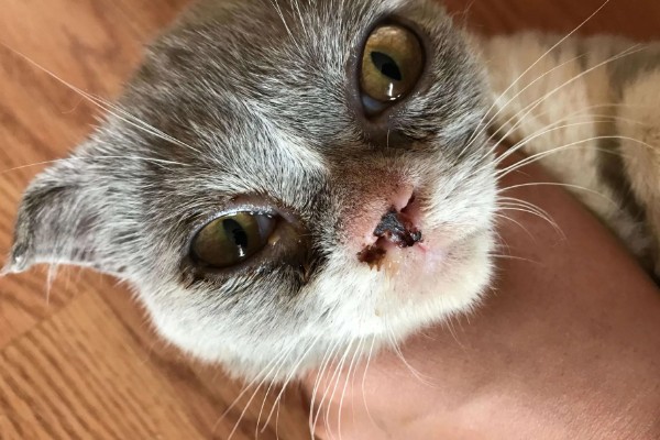 幼猫感冒了怎么处理，要确保房间温暖且及时就医