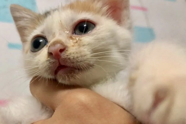 幼猫感冒了怎么处理，要确保房间温暖且及时就医