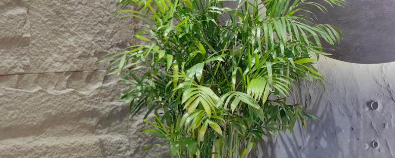 夏威夷竹叶片干枯发黄如何解决，缺少水分时要浇透水并喷水增湿