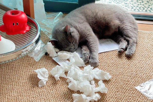 幼猫感冒了怎么处理，要确保房间温暖且及时就医