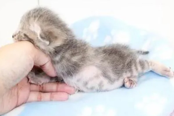 幼猫感冒了怎么处理，要确保房间温暖且及时就医