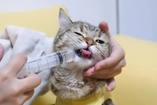 幼猫感冒了怎么处理，要确保房间温暖且及时就医