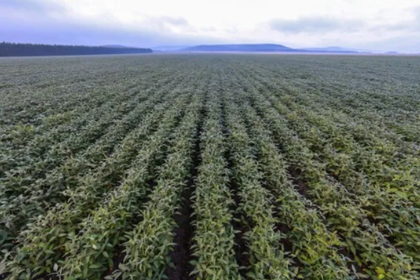 黑龙江农业的发展主线,是种植业