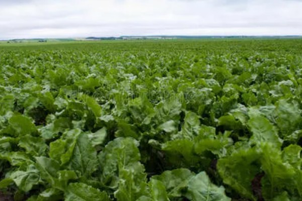 黑龙江农业的发展主线,是种植业