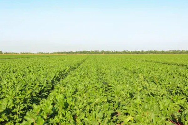 黑龙江农业的发展主线,是种植业