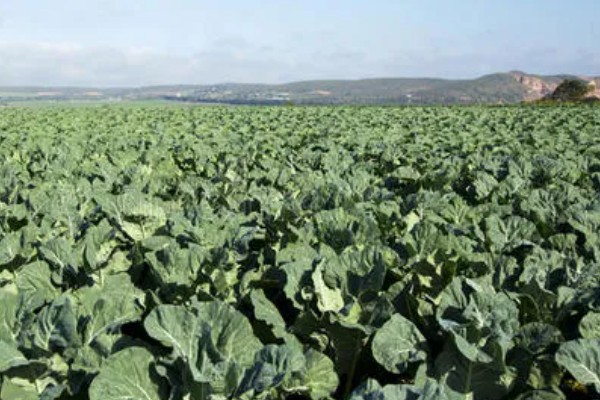 黑龙江农业的发展主线,是种植业