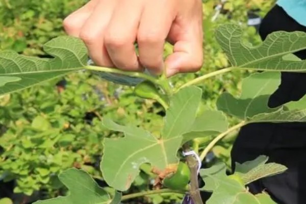 盆栽无花果的修剪方法,剪除病虫枝、弱枝