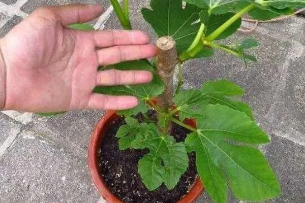 盆栽无花果的修剪方法,剪除病虫枝、弱枝