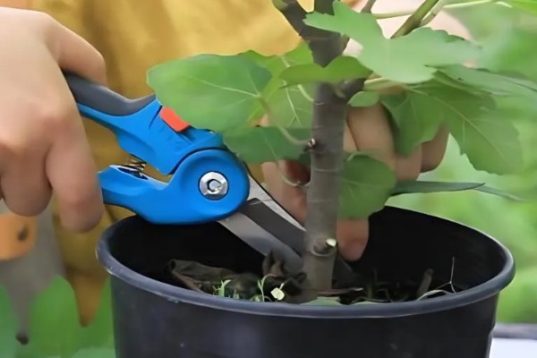 盆栽无花果的修剪方法,剪除病虫枝、弱枝