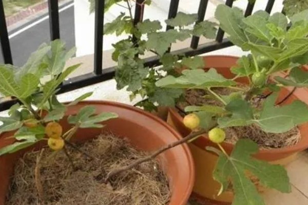 盆栽无花果的修剪方法,剪除病虫枝、弱枝