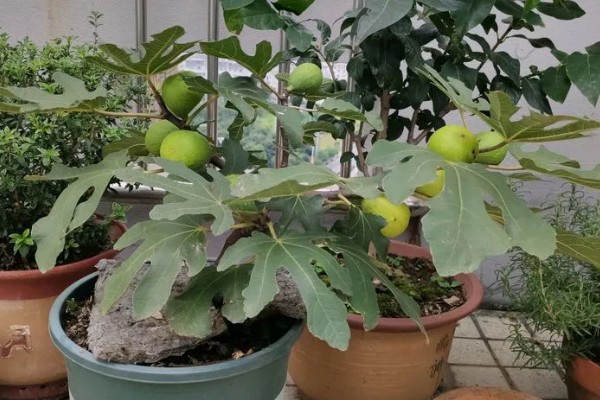 盆栽无花果的修剪方法,剪除病虫枝、弱枝