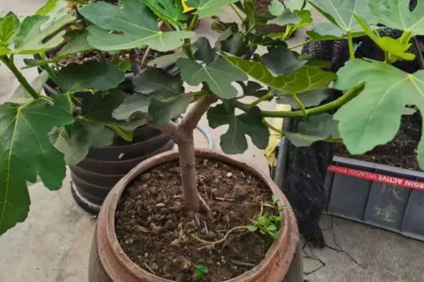 盆栽无花果的修剪方法,剪除病虫枝、弱枝