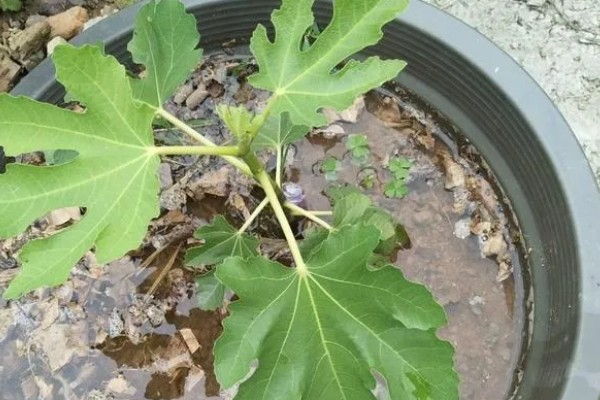 盆栽无花果的修剪方法,剪除病虫枝、弱枝