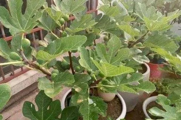 盆栽无花果的修剪方法,剪除病虫枝、弱枝