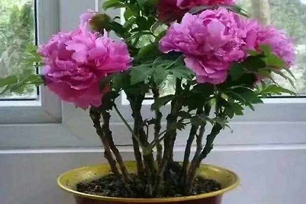 牡丹的用途，可供观赏也可食用