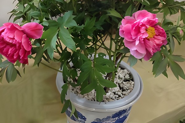 牡丹的用途，可供观赏也可食用