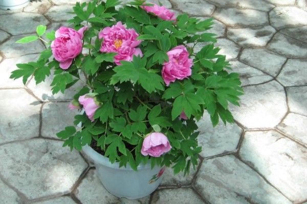 牡丹的用途，可供观赏也可食用