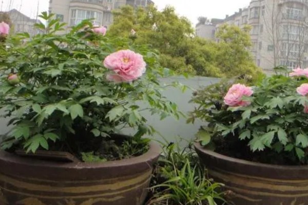 牡丹的用途，可供观赏也可食用