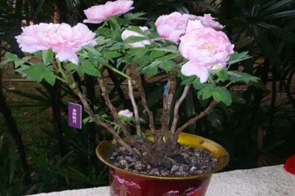 牡丹的用途，可供观赏也可食用