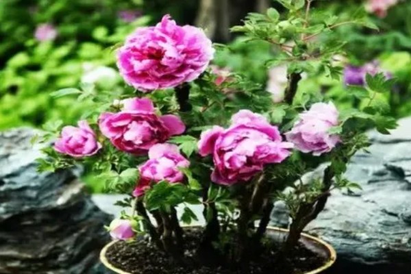 牡丹的用途，可供观赏也可食用